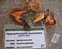 Hygrophoropsis aurantiaca - foto di Giuliano del Colombo
per ingrandire la foto cliccare sulla miniatura (626 Kb)